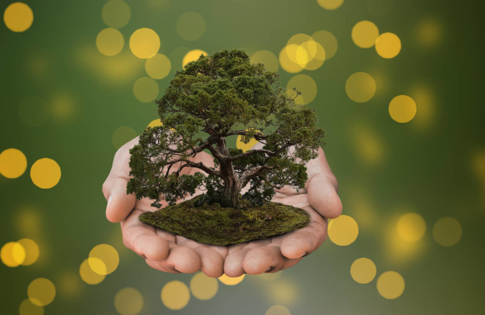 Le bonsai permet de créer un lien avec la nature